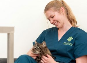Whitstable-Bay-Vets-Cat-Kitten-Care